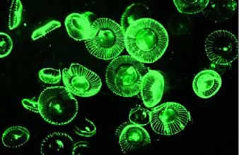 green jellyfish