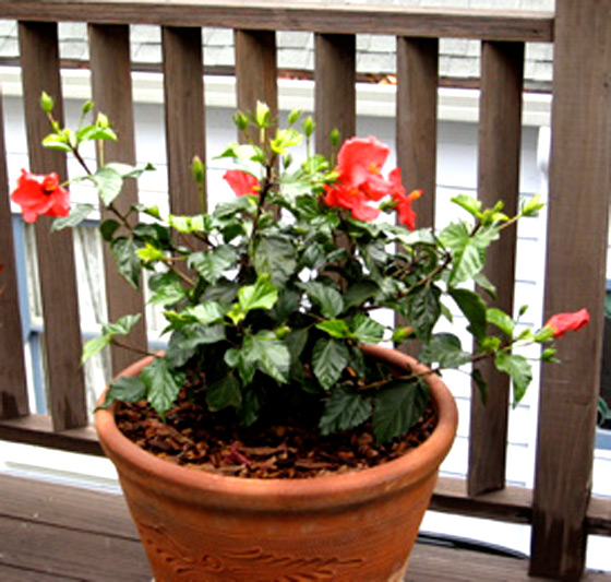 hibiscus