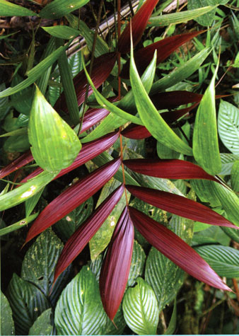 red palm back