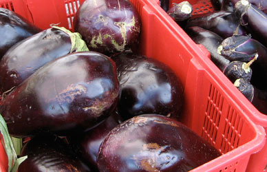 eggplant