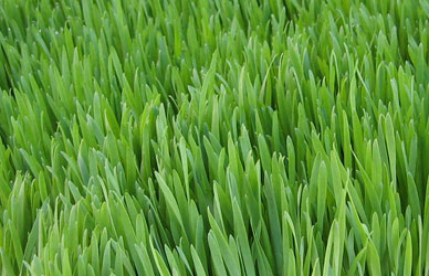 wheatgrass