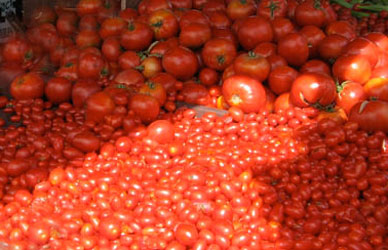 tomatoes